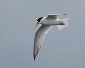 Least Tern - in flight