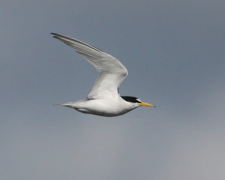 Least Tern - in flight