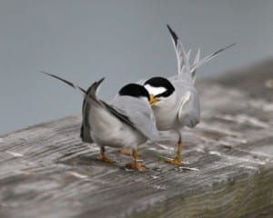 Least Tern - courting pair