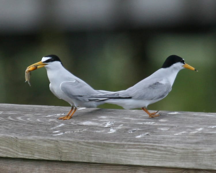 Least Tern - pair