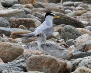 Least Tern - adult with chick