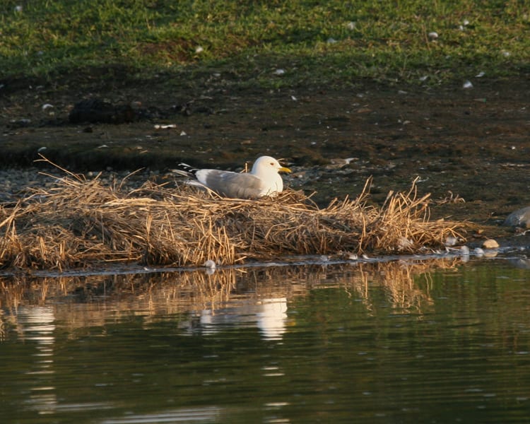Short-billed Gull on nest