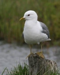 Short-billed Gull