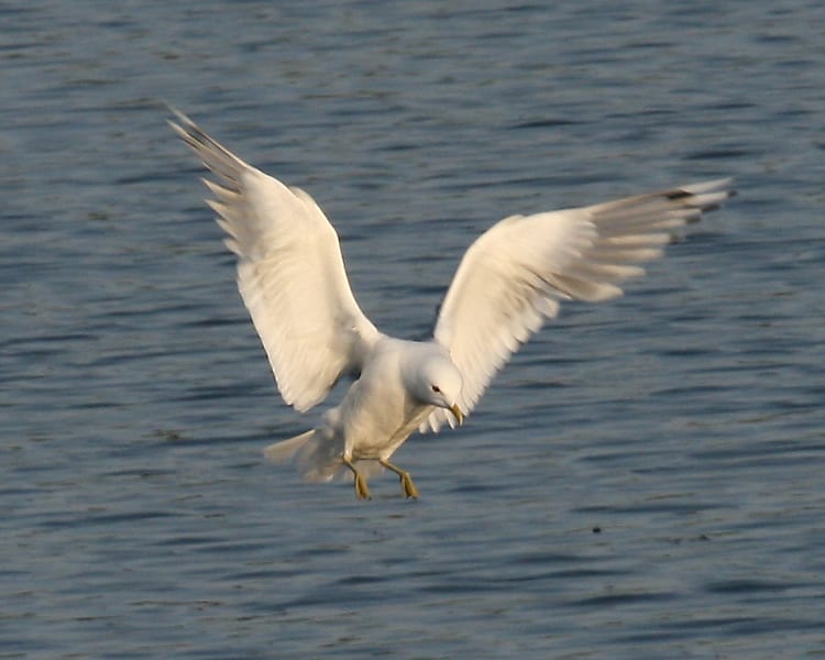 Short-billed Gull in flight