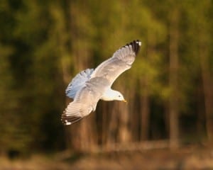 Short-billed Gull in flight