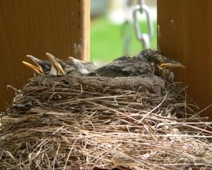 American Robin - nestlings