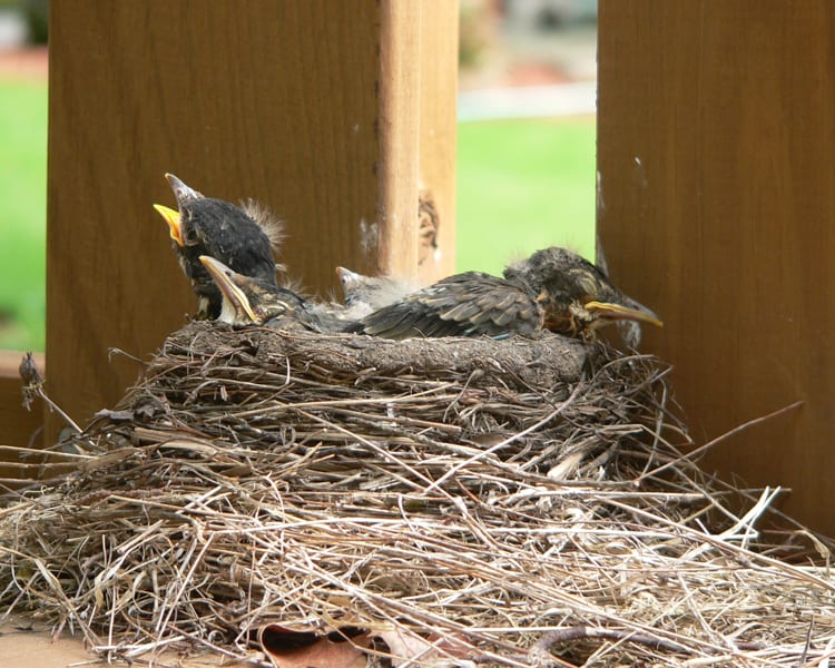 American Robin - nestlings