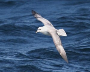 Northern Fulmar - (Atlantic race, light adult) in flight
