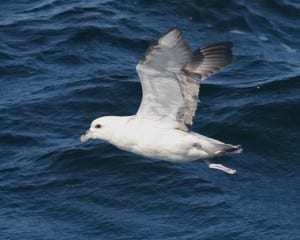 Northern Fulmar - (Atlantic race, light adult) in flight
