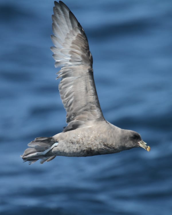 Northern Fulmar - Pacific race, dark morph in flight