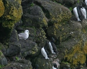 Northern Fulmar - with thick-billed Murres