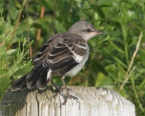 Northern Mockingbird - juvenile