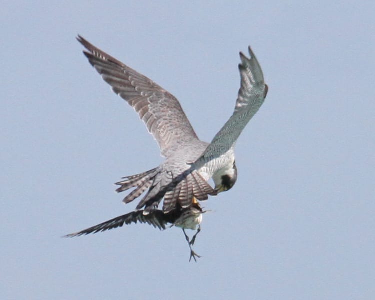 Peregrine Falcon with prey
