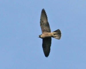 Peregrine Falcon - juvenile in flight