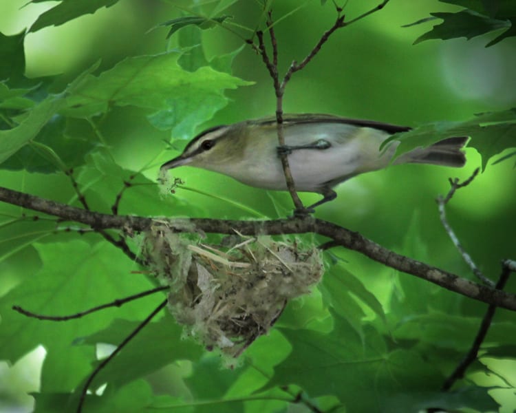Red-eyed Vireo building nest