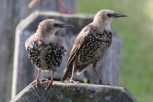 European Starling - juveniles