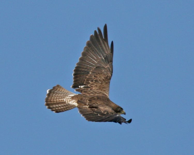 Swainson's-Hawk in flight