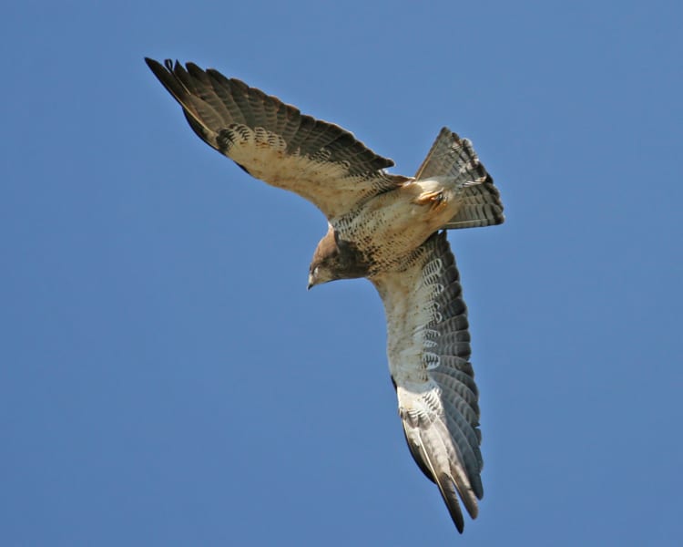 Swainson's-Hawk in flight