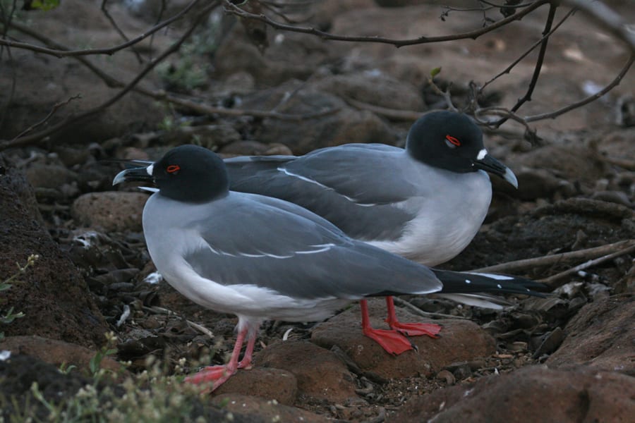 Swallow-tailed Gull - pair