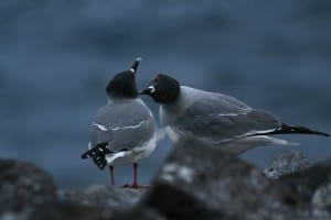 Swallow-tailed Gull - pair
