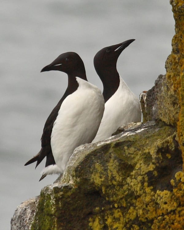 Thick-billed Murres