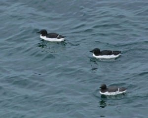 Thick-billed Murres with Common Murre