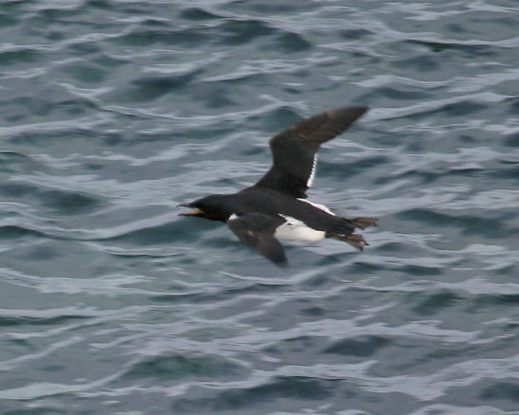 Thick-billed Murre inflight