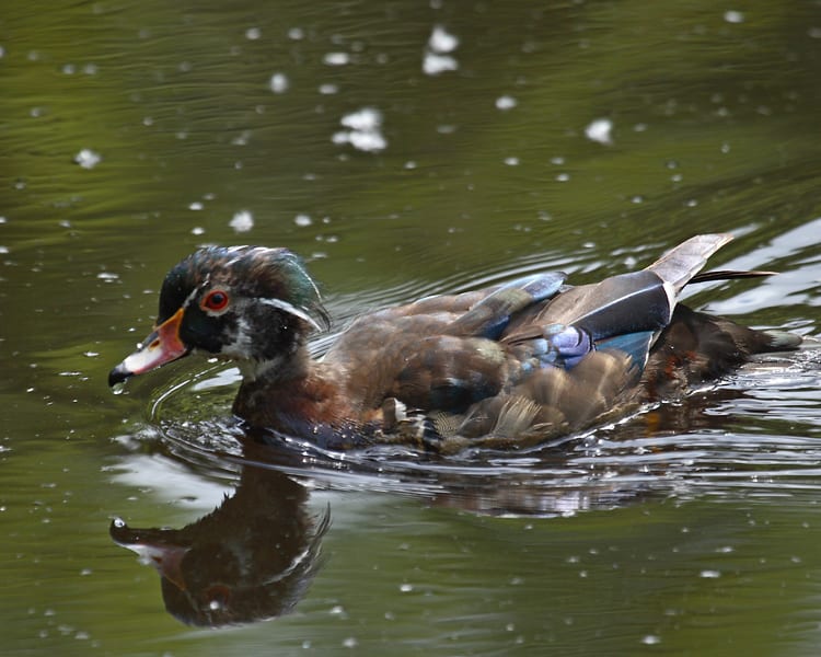 Wood Duck - molting male