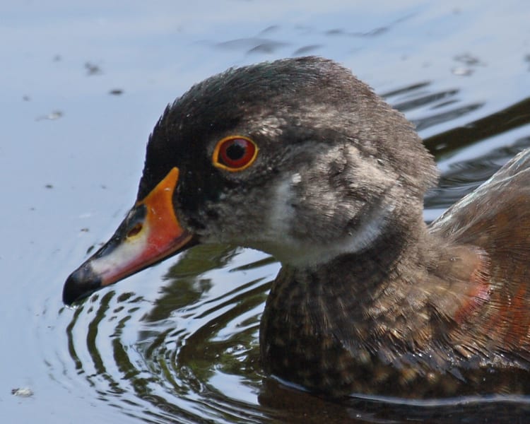 Wood Duck - nonbreeding male close-up