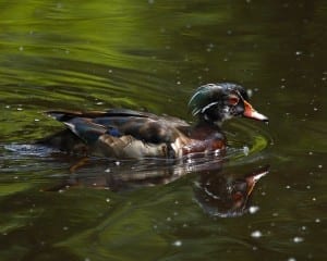 Wood Duck - wet molting male