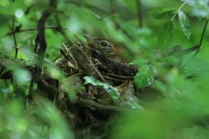 Wood Thrush on nest
