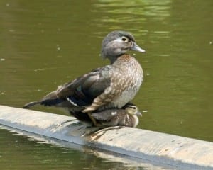 Wood Duck - female with brood