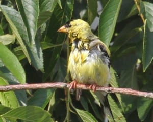American Goldfinch - molting male