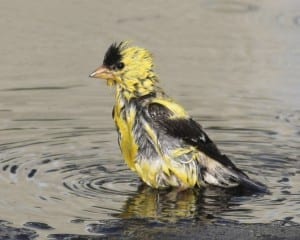 American Goldfinch - molting male