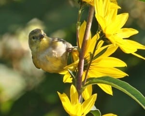 American Goldfinch - first year