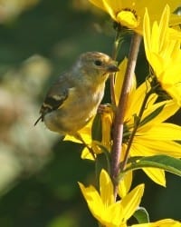 American Goldfinch - first year