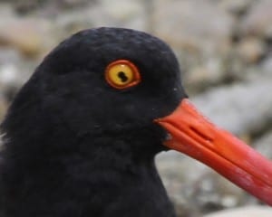 American Oystercatcher with iris coloboma