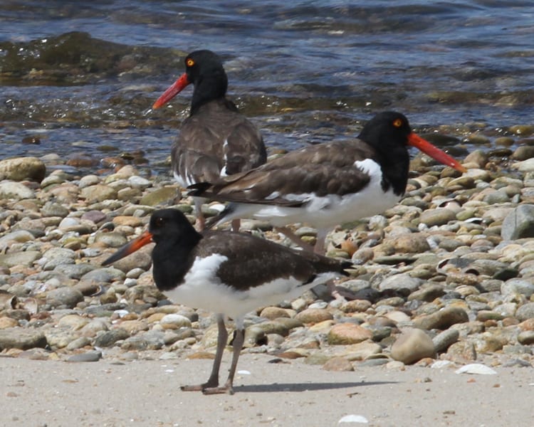 American Oystercatchers - juvenile and two adults