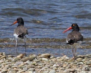 American Oystercatcher - juvenile and adult