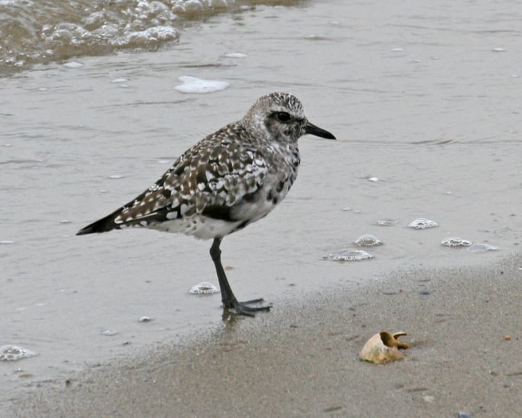 Black-bellied Plover - molting fall adult