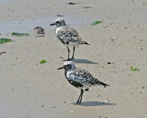 Black-bellied Plovers molting adults