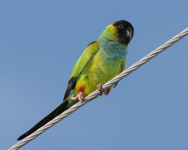 Nanday (Black-hooded) Parakeet 7902