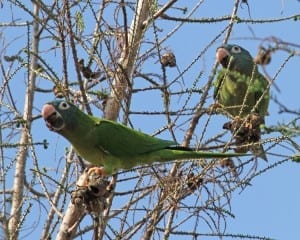 Blue-crowned Parakeets