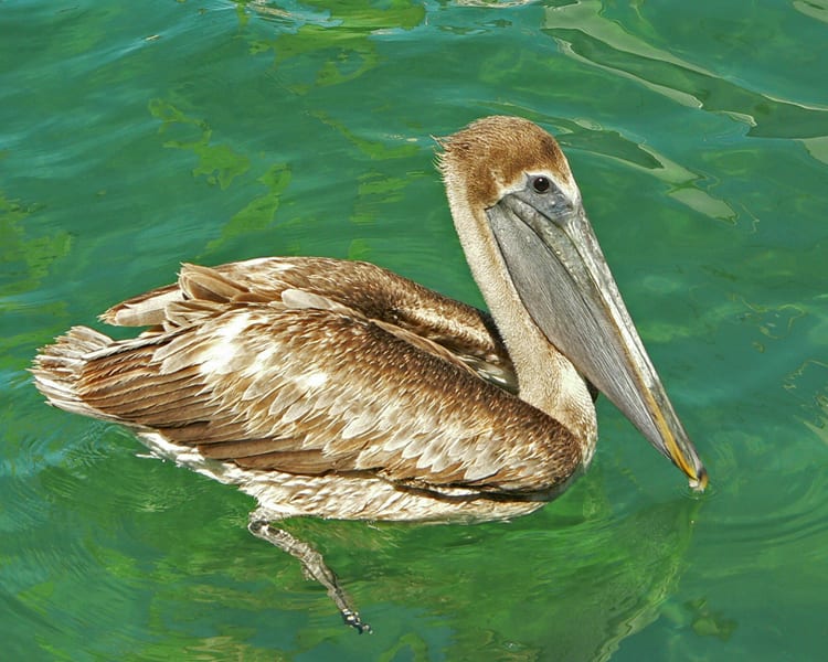 Brown Pelican - juvenile