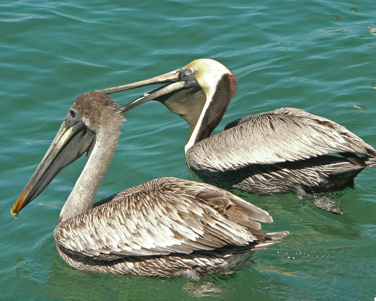 Brown Pelican - pair