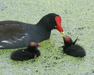 Common Moorhen and chicks