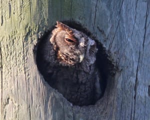 Eastern Screech-Owl - red morph