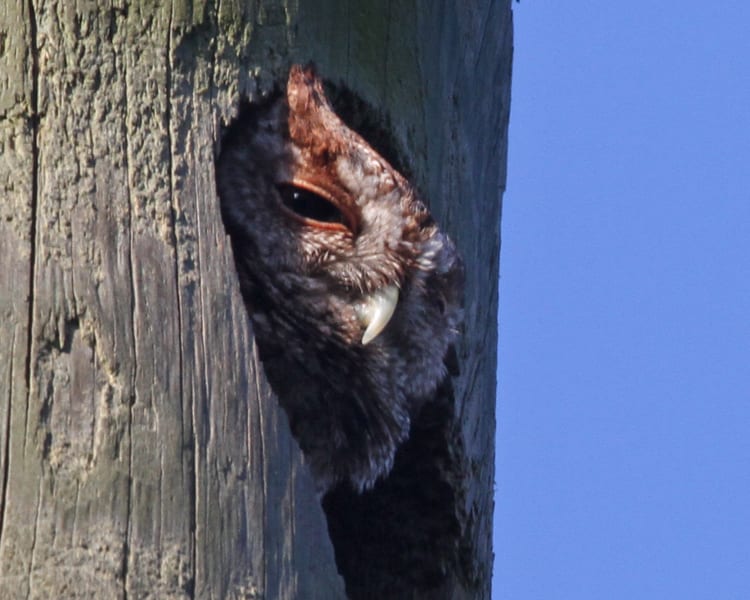 Eastern Screech-Owl - red morph