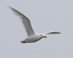 Glaucous Gull in flight