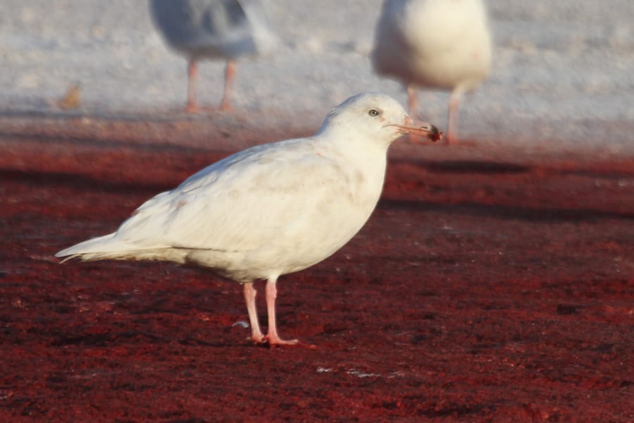 Glaucous Gull - second-cycle